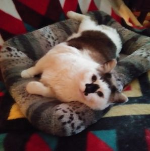 Meet your Posher, Joan